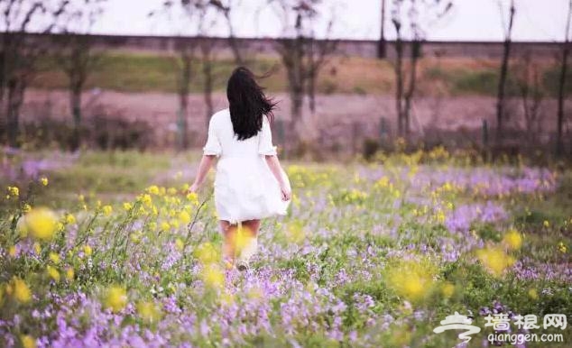 三月赏花 这些地方你一定要去[墙根网]