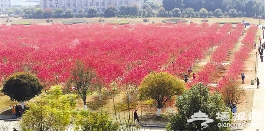 广西桂林游客为看桃花翻围墙进监狱小区