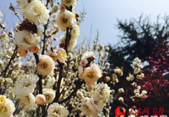 2016溧水梅花节正式开幕 盛花期到3月中旬