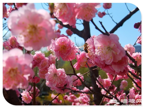 万物复苏百花开 2016年北京赏花好去处[墙根网]