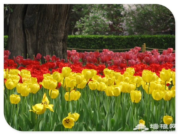 万物复苏百花开 2016年北京赏花好去处[墙根网]