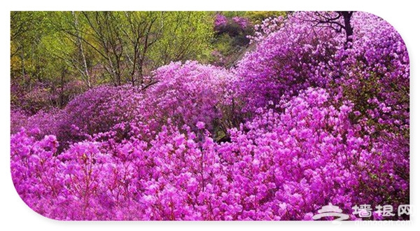 万物复苏百花开 2016年北京赏花好去处[墙根网]