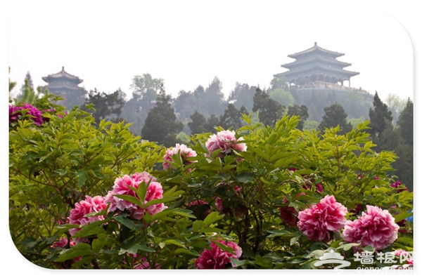 万物复苏百花开 2016年北京赏花好去处[墙根网]