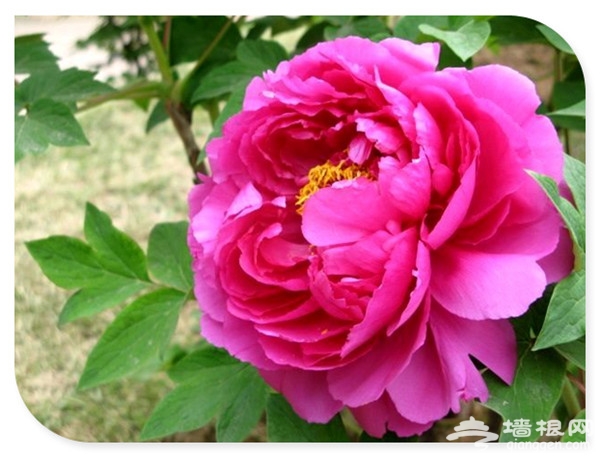 万物复苏百花开 2016年北京赏花好去处[墙根网]