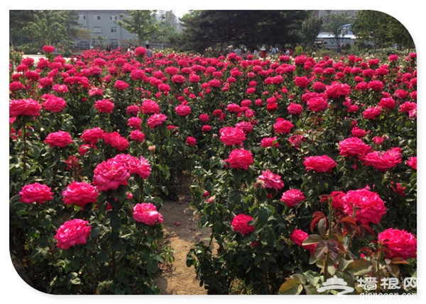 万物复苏百花开 2016年北京赏花好去处[墙根网]