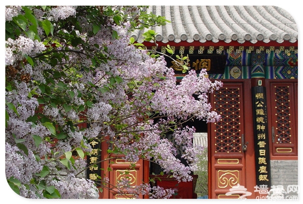万物复苏百花开 2016年北京赏花好去处[墙根网]