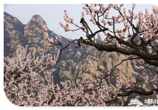 万物复苏百花开 2016年北京赏花好去处