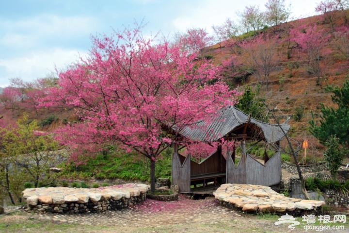 新丰樱花峪