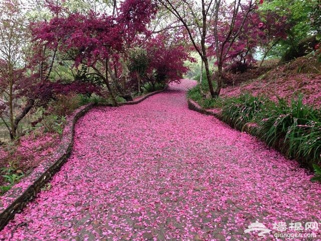 樱花绽放
