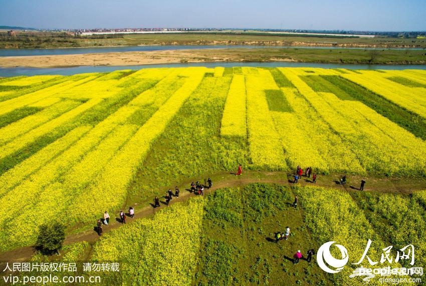 江西新余油菜花竞相开放醉游人【2】
