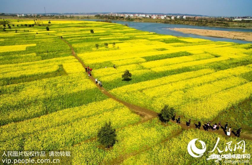 江西新余油菜花竞相开放醉游人【3】