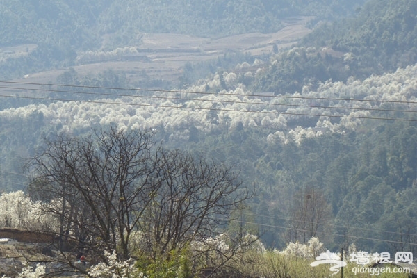 第八届西昌安哈镇梨花节3月5日开幕 探亿年溶洞,赏千亩梨花[墙根网]