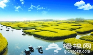 油菜花海那么多如此多线路该去哪？[墙根网]