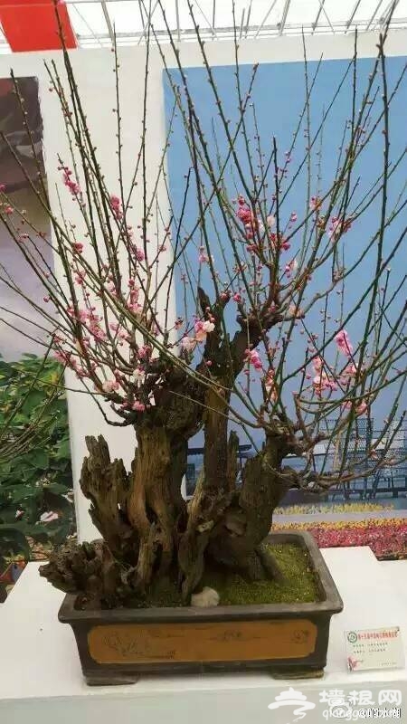 北京响水湖首届长城梅花展[墙根网]