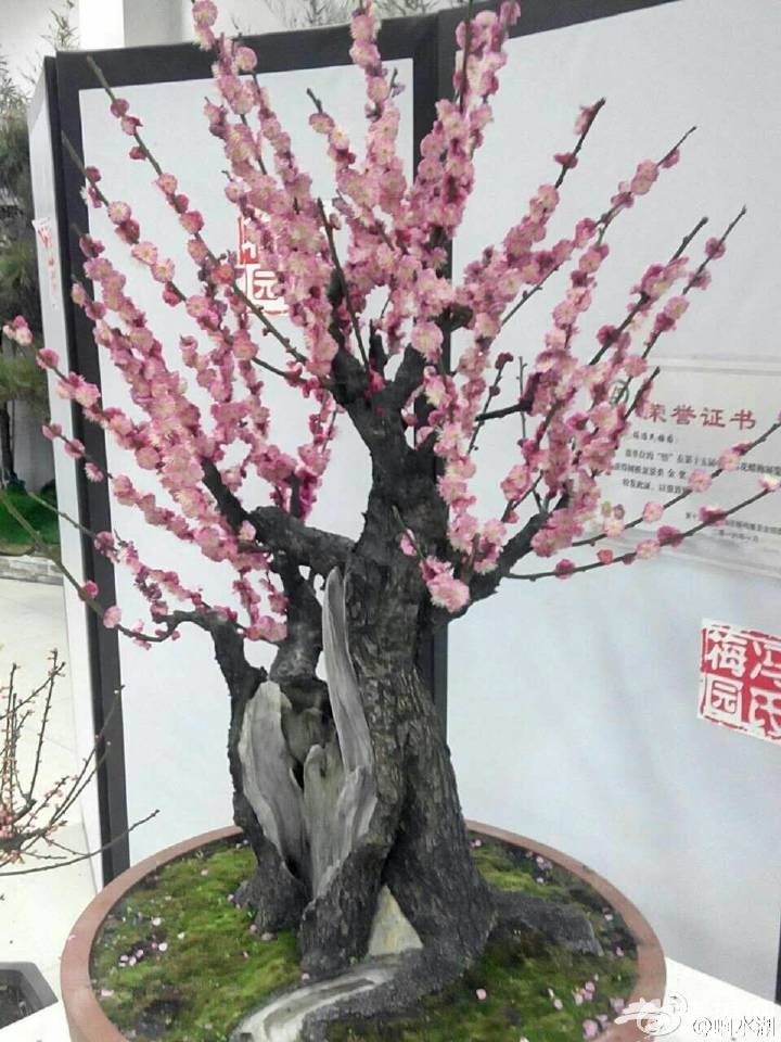 北京响水湖首届长城梅花展[墙根网]