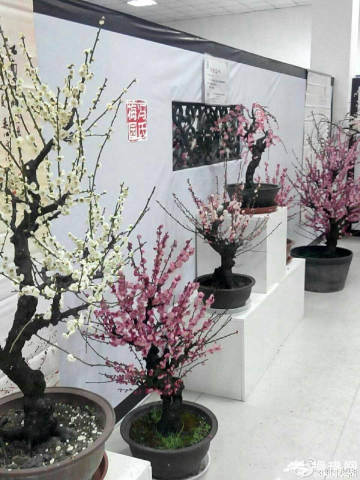 北京响水湖首届长城梅花展[墙根网]