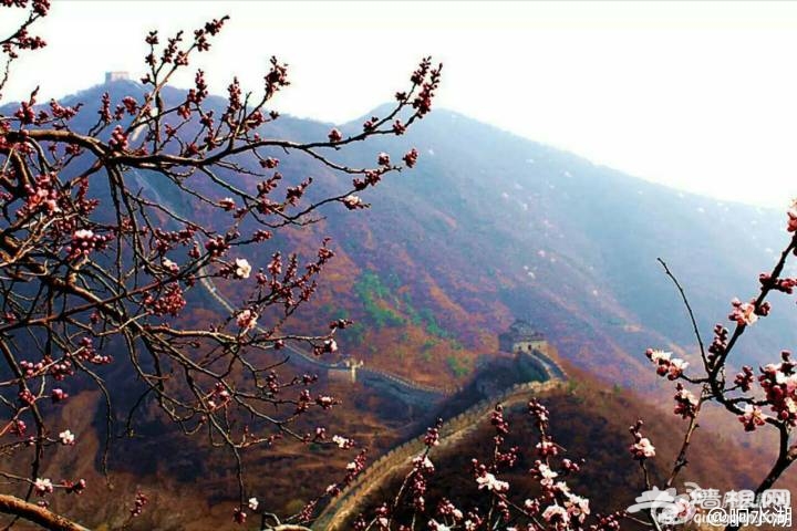北京响水湖首届长城梅花展[墙根网]