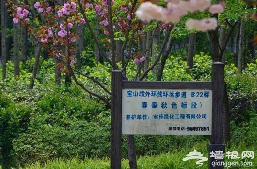 骑游春天 上海这些骑游线路颜值爆表[墙根网]