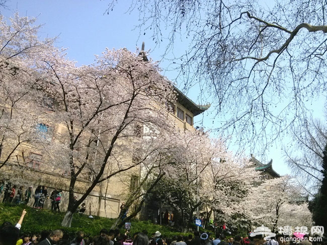 到国内最美赏樱地 开启樱花之旅[墙根网]