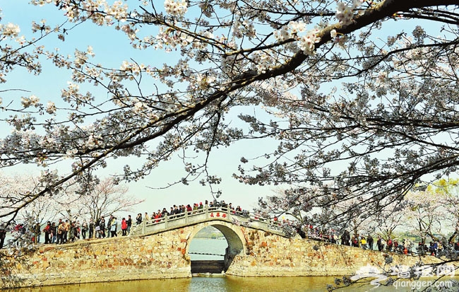 到国内最美赏樱地 开启樱花之旅[墙根网]