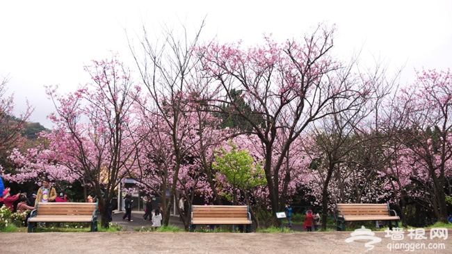 到国内最美赏樱地 开启樱花之旅[墙根网]