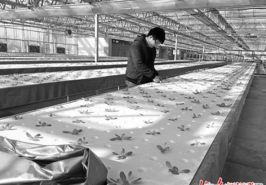 2016北京农业嘉年华12日开幕 地下车库也能种出新鲜蔬菜