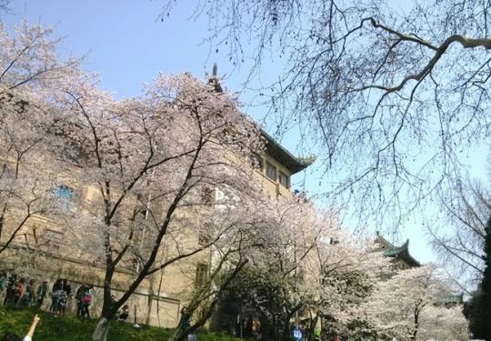 到国内最美赏樱地 开启樱花之旅