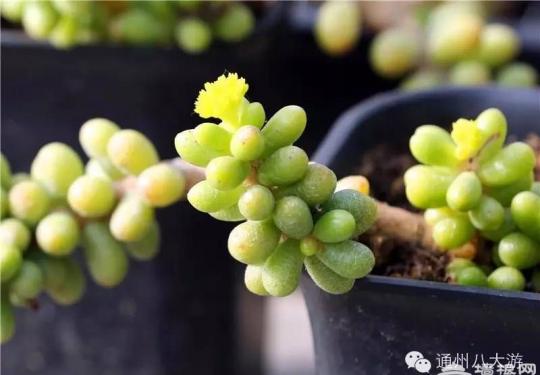 北京首家趣味园艺-吸引力多肉植物花园开园