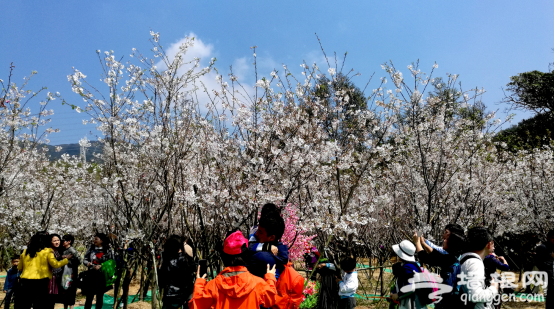 2016深圳首届鹏城花千谷樱花节