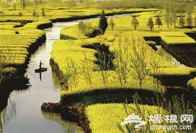 兴化千垛菜花旅游节将于4月1日开幕