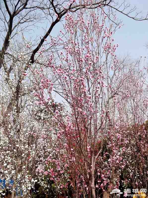 传说中的“帚桃”将变相上海共青森林公园[墙根网]