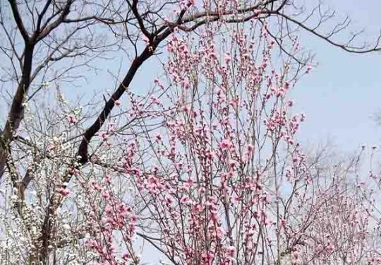 传说中的“帚桃”将变相上海共青森林公园