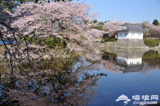 日本赏樱全攻略 来一场赏樱之旅吧！[墙根网]