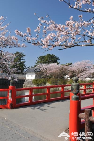 日本赏樱全攻略 来一场赏樱之旅吧！[墙根网]