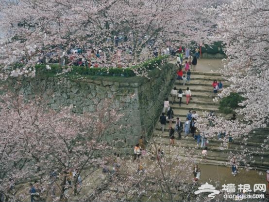 日本赏樱全攻略 来一场赏樱之旅吧！[墙根网]
