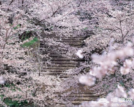 日本赏樱全攻略 来一场赏樱之旅吧！[墙根网]