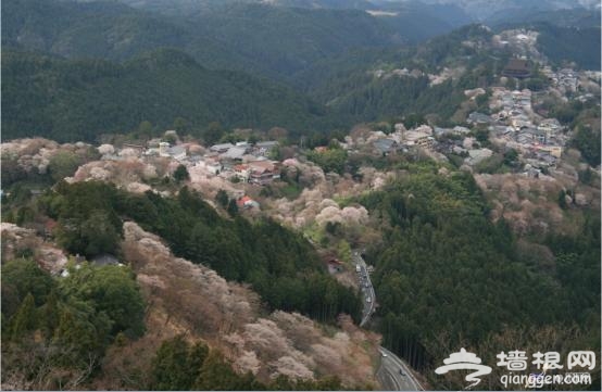 日本赏樱全攻略 来一场赏樱之旅吧！[墙根网]