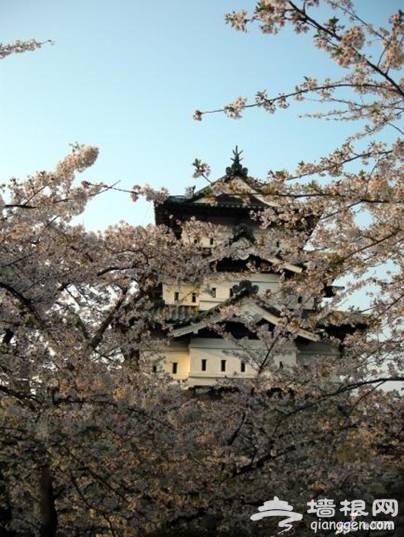 日本赏樱全攻略 来一场赏樱之旅吧！[墙根网]