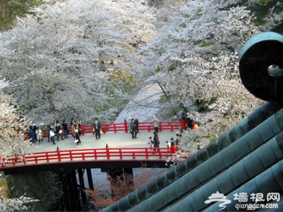 日本赏樱全攻略 来一场赏樱之旅吧！[墙根网]