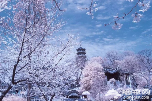 三月注定迷失在一场粉色的“樱花雨”中，作为“世界三大赏樱胜地” 之一，无锡鼋头渚樱花谷内有3万多株樱花树， 樱花节期间，樱花如云似霞、满树烂漫，春风轻拂、落樱飞舞，美不胜收。 樱花盛开的日子，不用再远赴日本，天堂，其实就在身旁。