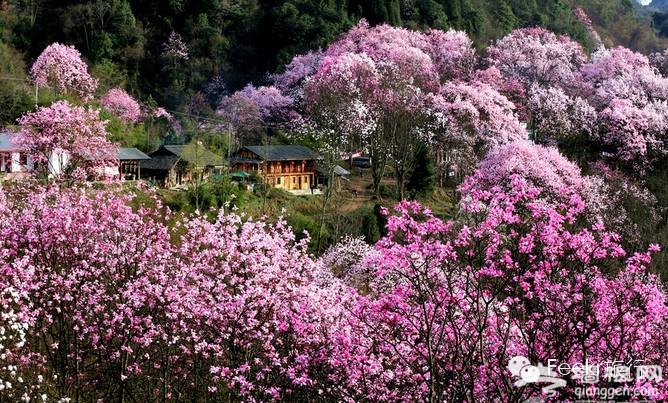 3月最佳旅行地榜单 春暖花开郊外撒泼[墙根网]