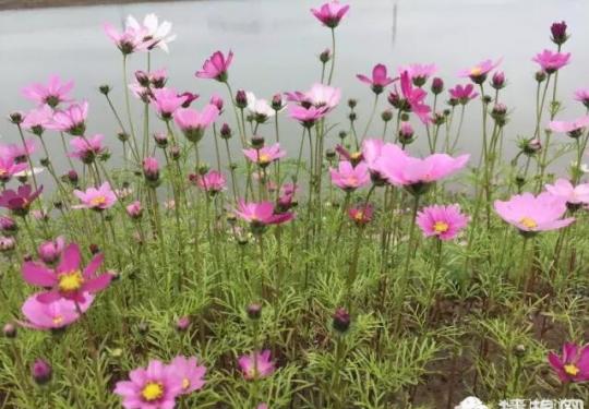 斗门格桑花节3月5日开园啦！百亩格桑花田等你来