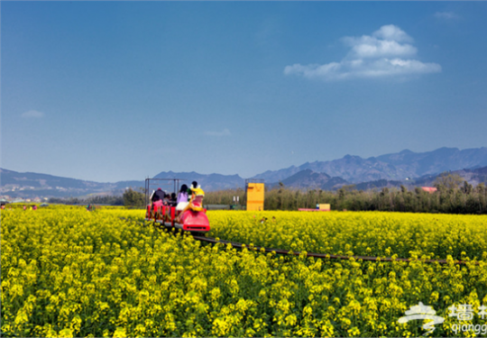 2019开县竹溪油菜花节攻略