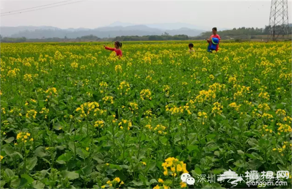 2016深圳观音阁油菜花节开放迎客[墙根网]