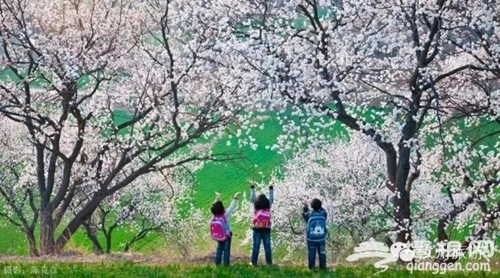 2016汝州第五届杏花旅游文化节即将开幕