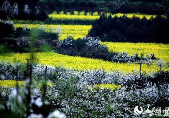 品鱼头游绿道 2016新津梨花节省级钓鱼比赛开赛