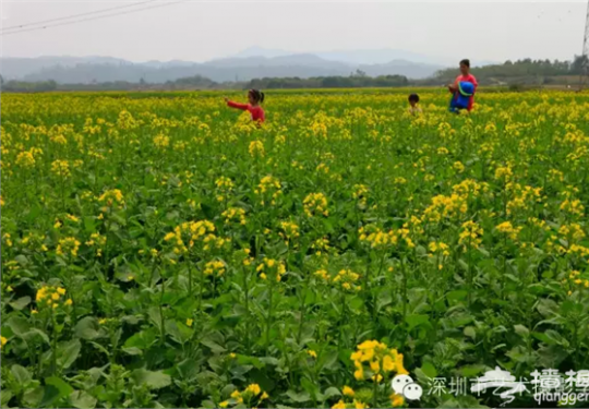 2016深圳观音阁油菜花节开放迎客