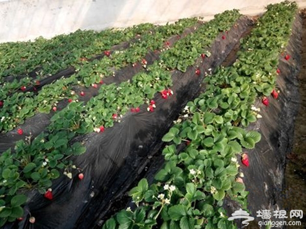 天津冬草莓采摘好去处 盘点天津好评度较高的草莓采摘园[墙根网]
