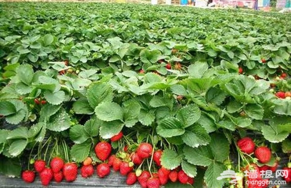 天津冬草莓采摘好去处 盘点天津好评度较高的草莓采摘园[墙根网]