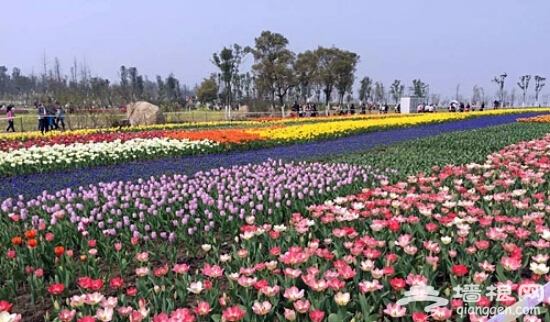 南昌将开通瑶湖郁金香花展定制公交